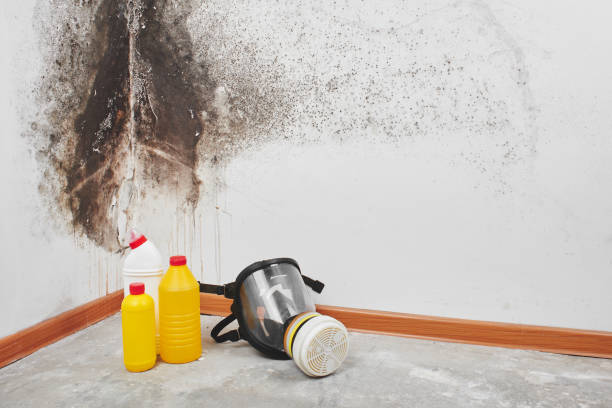 Professional Mold Remediation in Cliffside Park, NJ