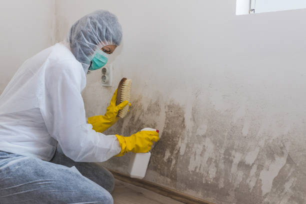 Best Black Mold Remediation in Cliffside Park, NJ