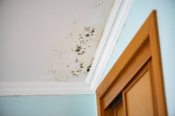 Best Crawl Space Mold Remediation in Cliffside Park, NJ