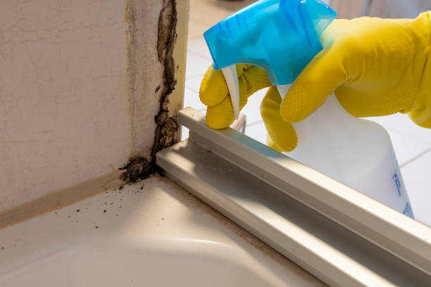 Best Residential Mold Remediation in Cliffside Park, NJ