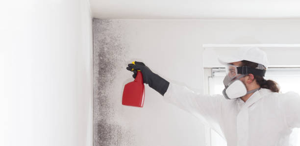 Best Insurance-Related Mold Remediation in Cliffside Park, NJ