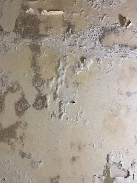 Best Basement Mold Remediation in Cliffside Park, NJ