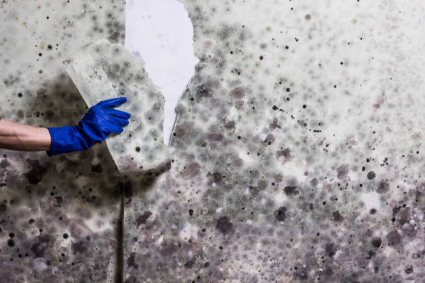 Best Commercial Mold Remediation in Cliffside Park, NJ