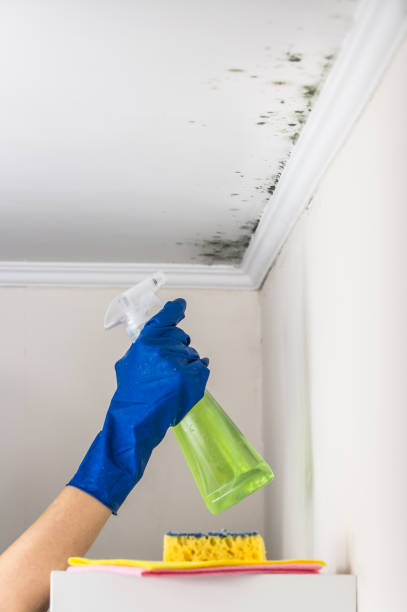 Best Post-Flood Mold Remediation in Cliffside Park, NJ