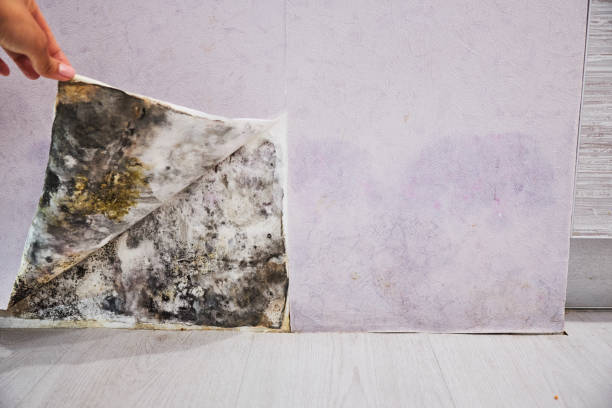 Best Kitchen Mold Remediation in Cliffside Park, NJ